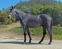 chicarno bf body 2